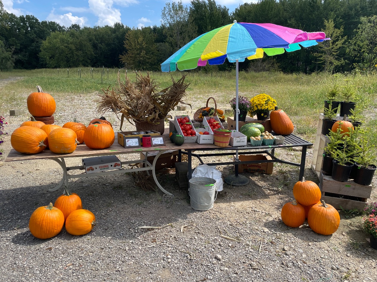Pumpkins