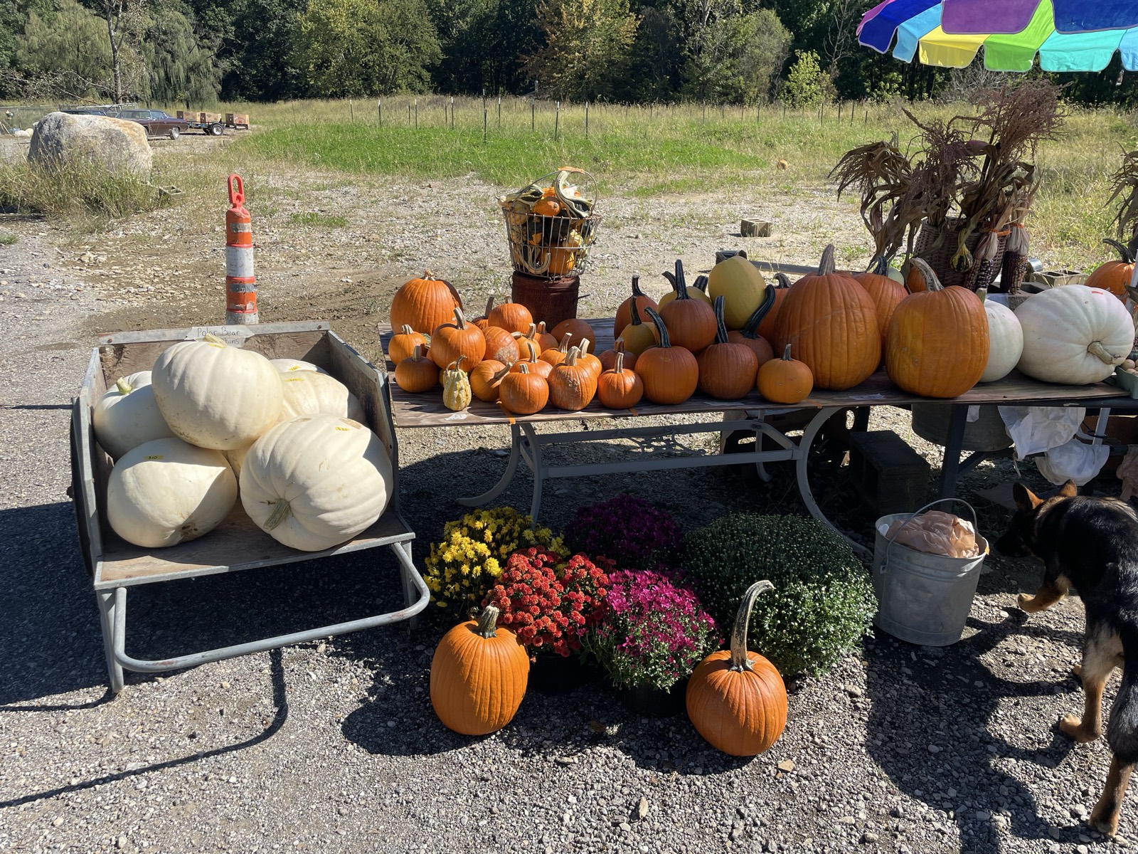 pumkins, mums and fall decor