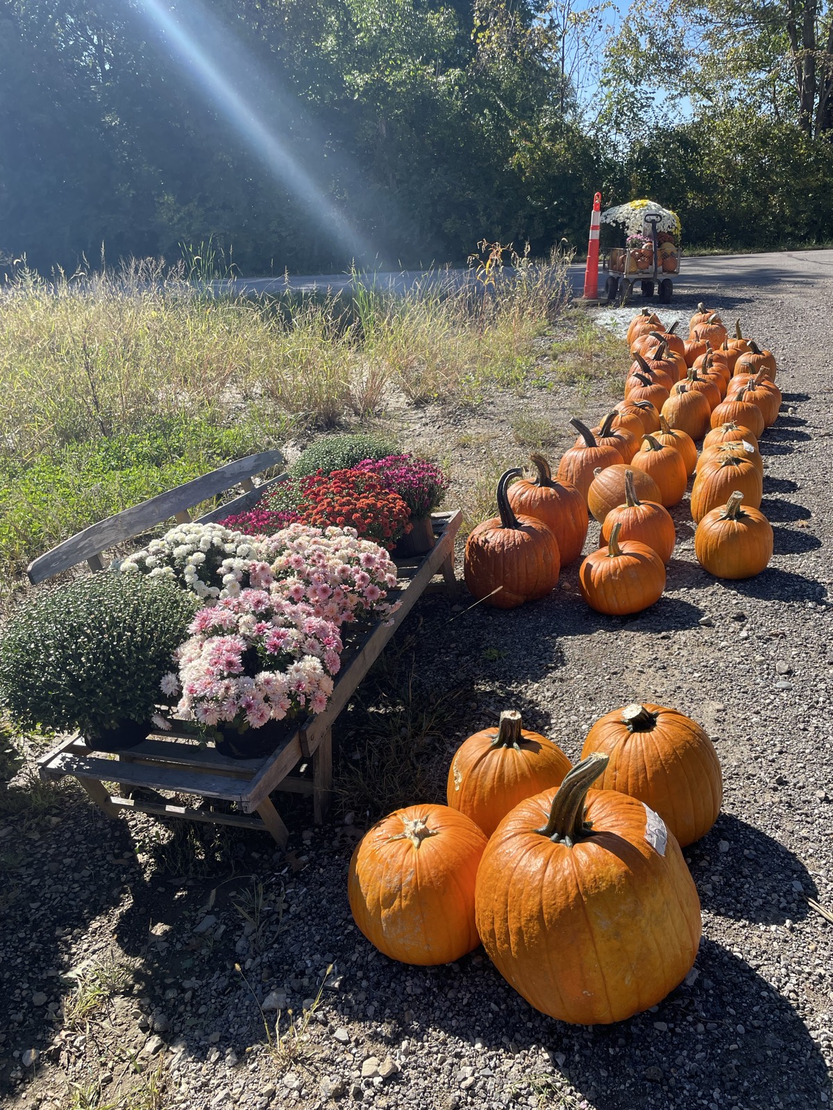 Pumpkins and fall decor